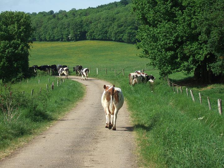 2008-05- (294).JPG - Verkehrsstau auf der ehemaligen Römerstraße